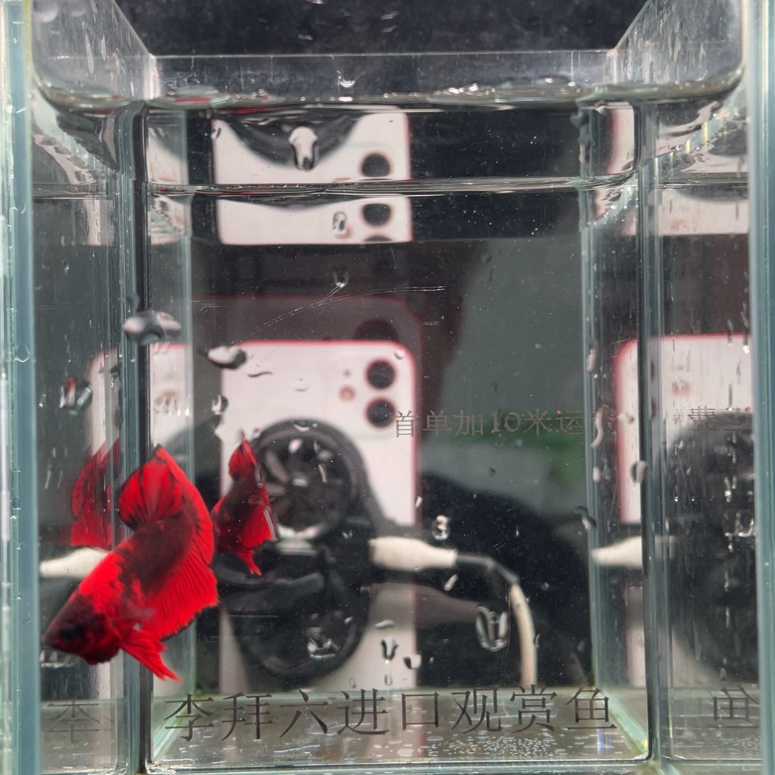 斗鱼精品印尼斗鱼111