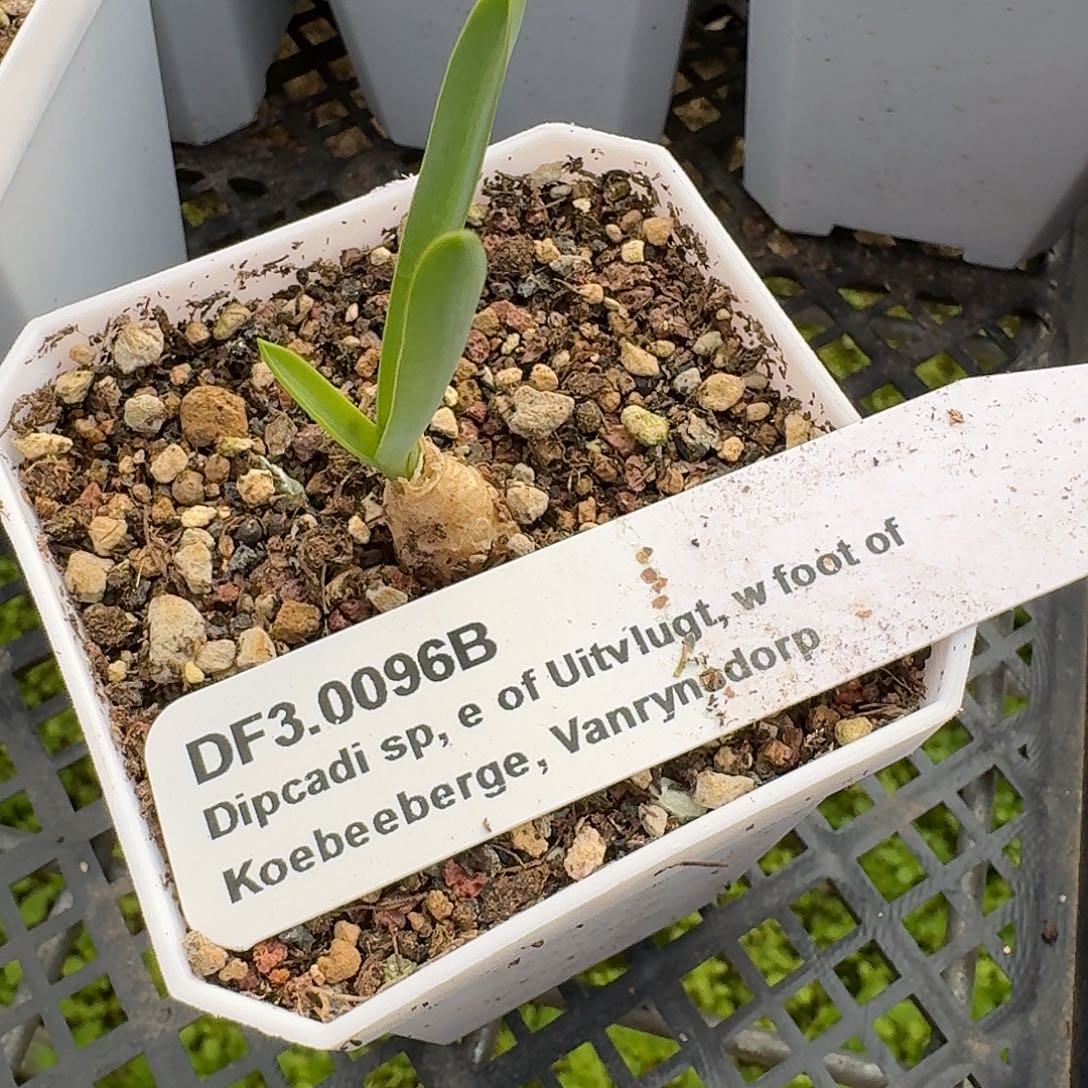 dipcadi sp一盆带7cm盆发