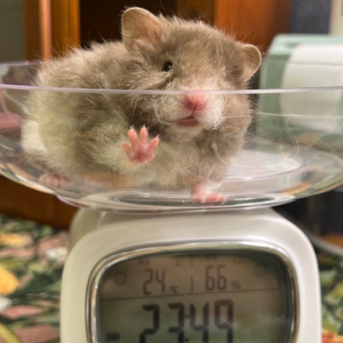 家养金丝熊长毛短毛波利眼线肉桂仓鼠京东腾盒发包邮