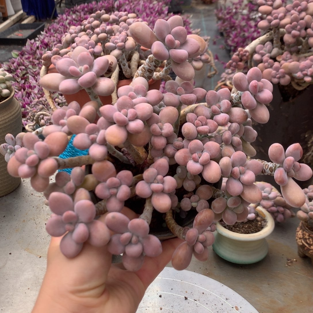 桃蛋老桩不带盆4号