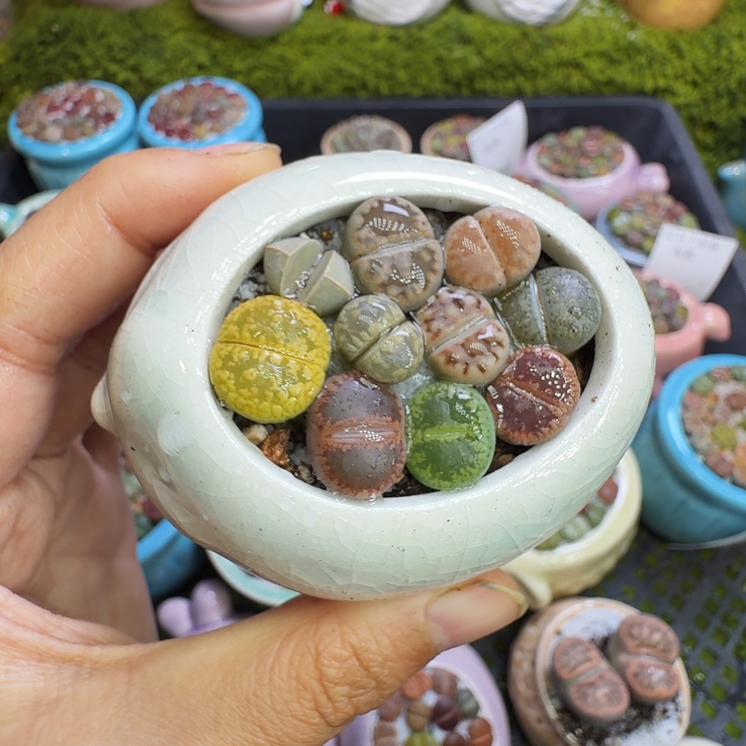 多肉植物福利冲1206