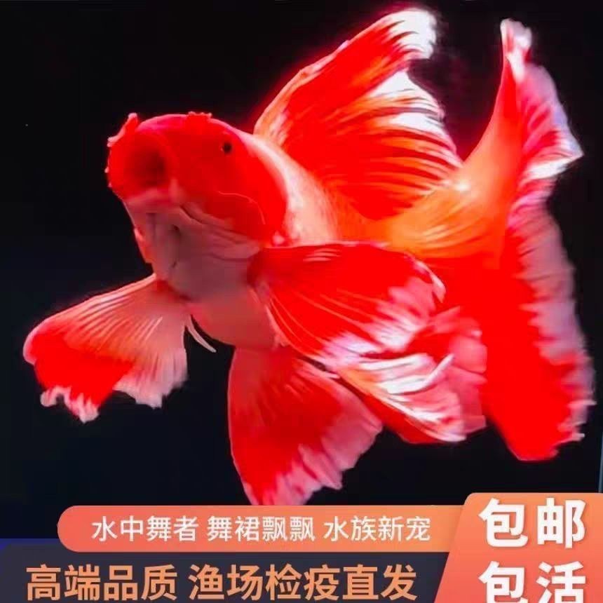 球体短身精品红蝴蝶鲤【直播间马印灯效果】