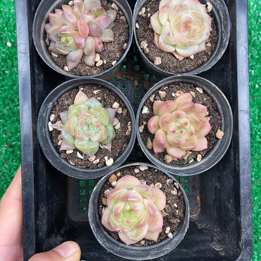 多肉一物一拍11-188