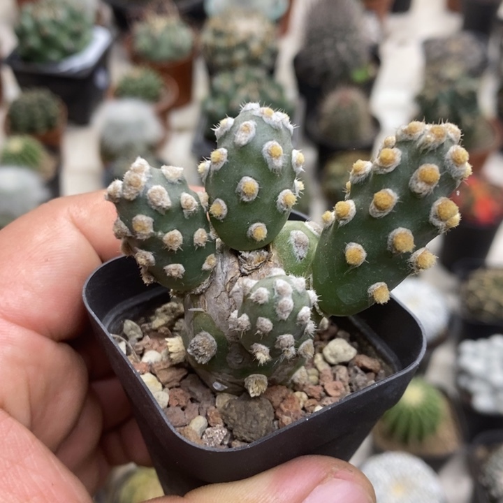 肖壶团扇特价福利