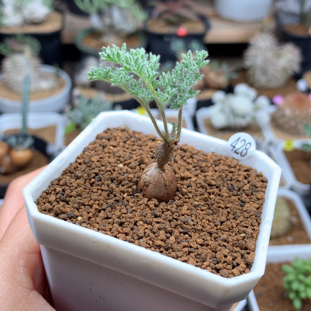 小枯木洋葵带盆多肉