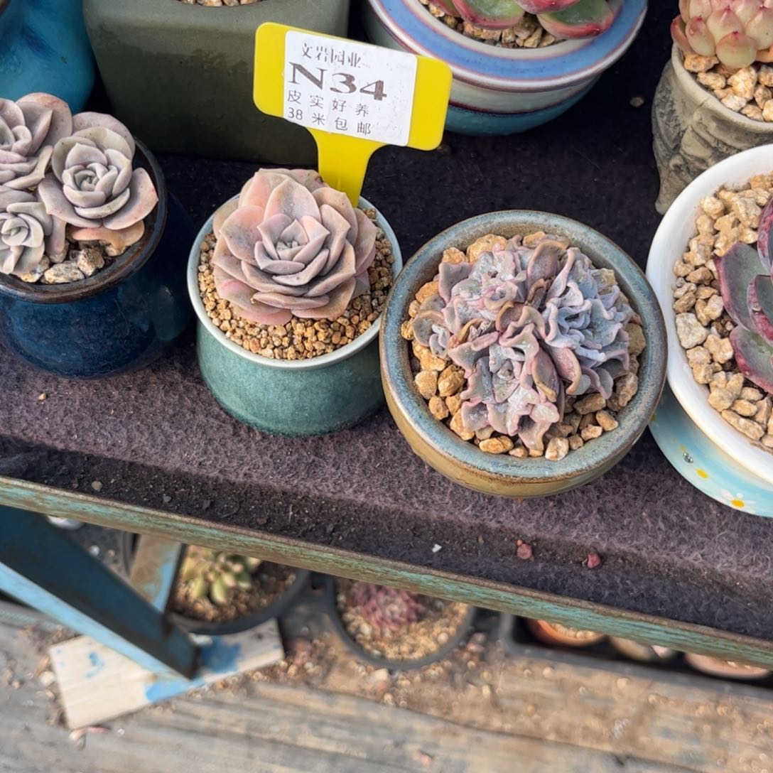 日***随多肉植物组合两个