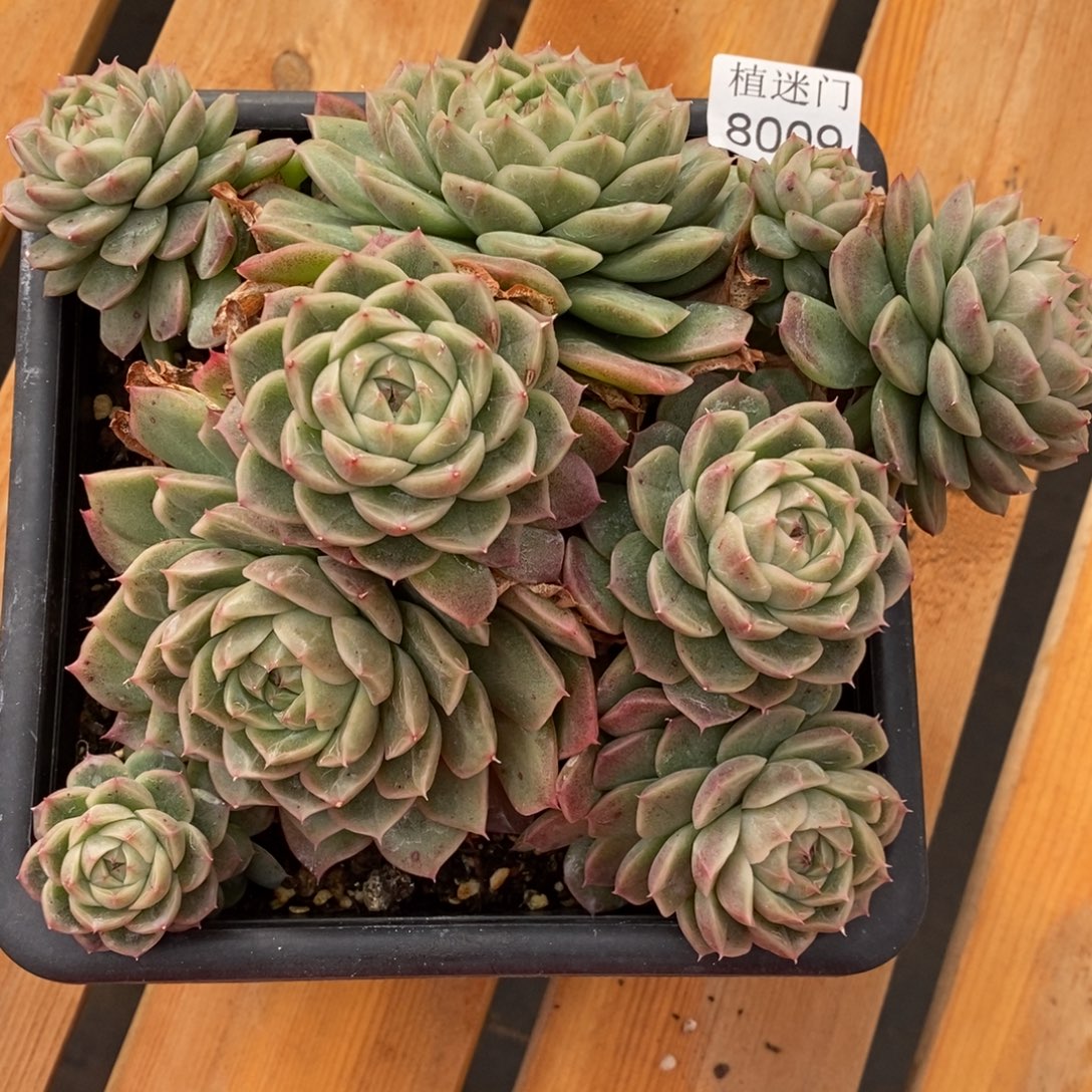 T***u不包整散掉头~8009~18厘米