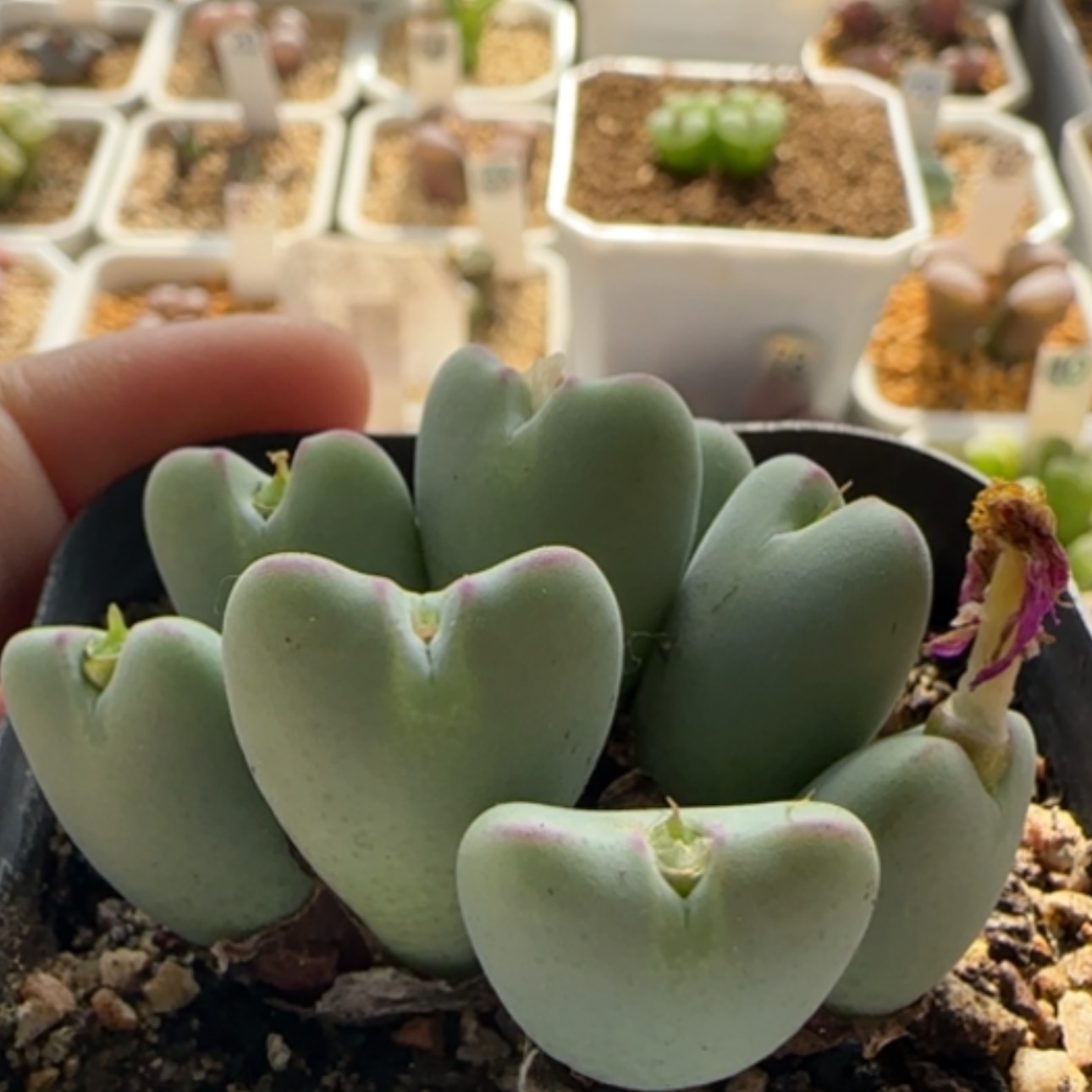 【闪购商品】21374福利 