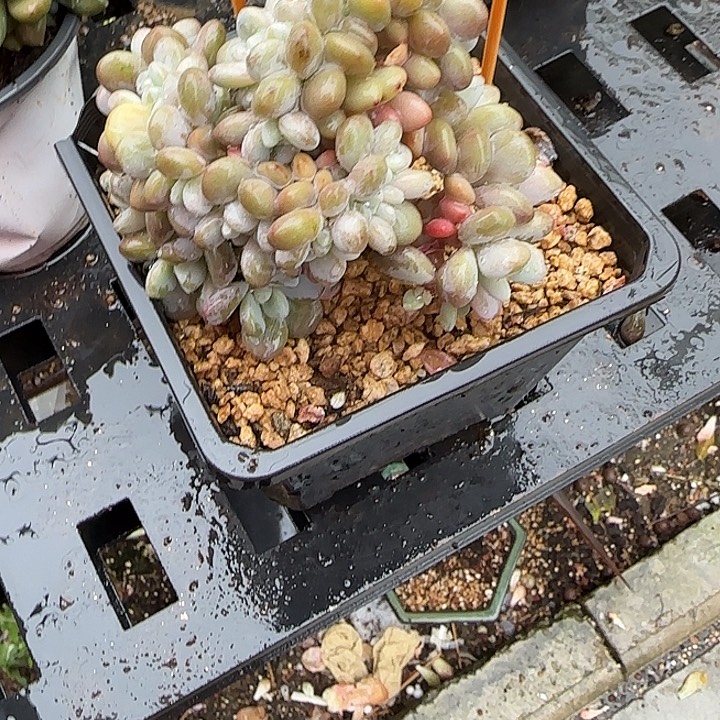 J***4青蛙王子儿童牙膏套装11