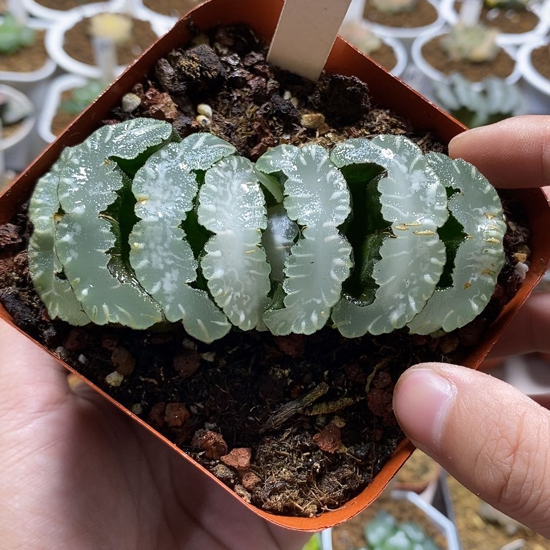 56德田猛犸哈哈哈哈哈