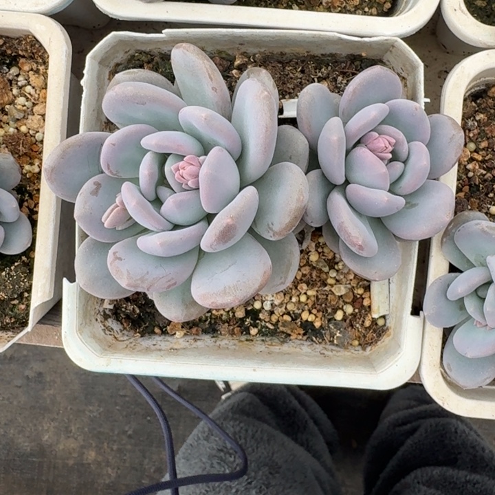 米雪奶 双头  一物一拍