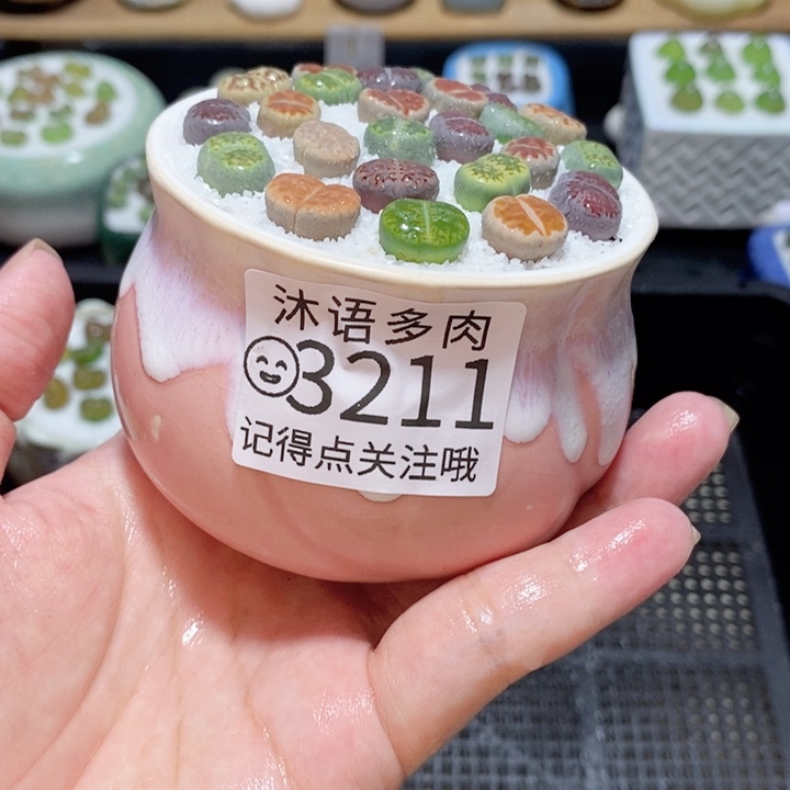 精美盆栽 一物一拍 3211 微瑕 