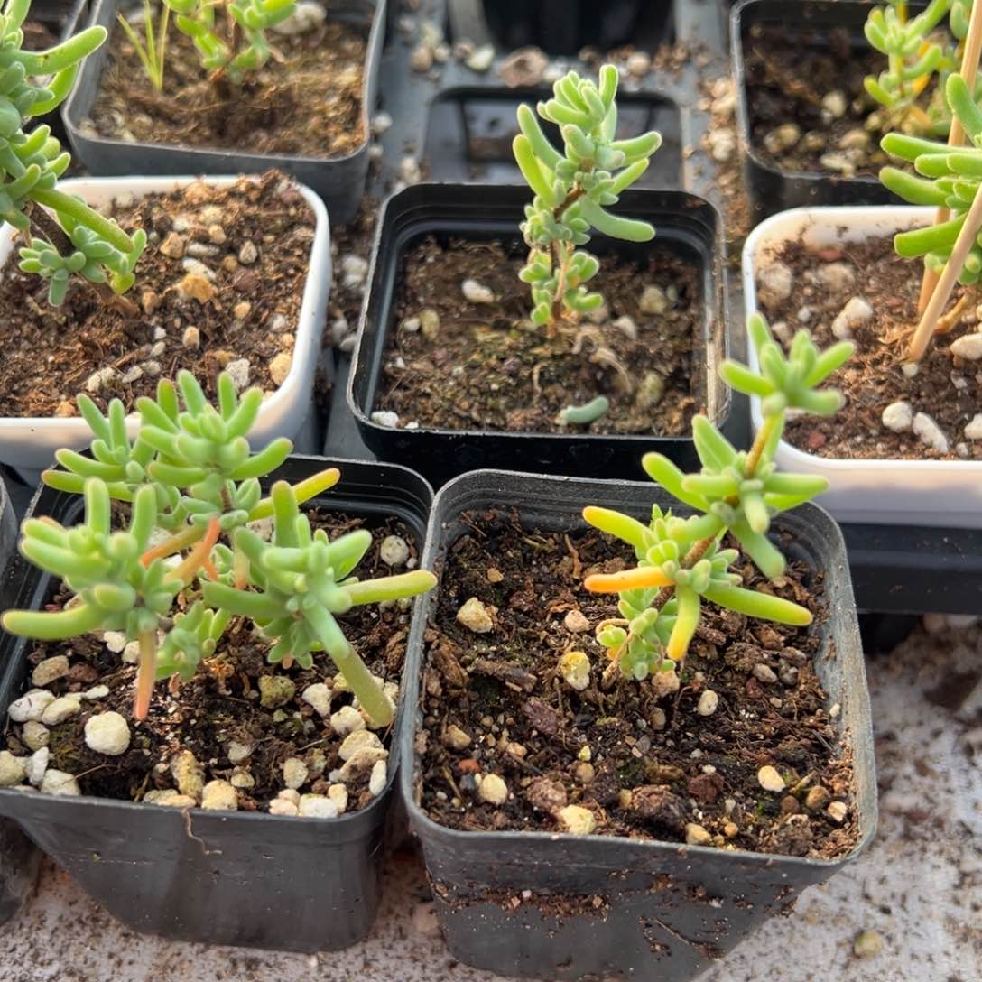 水晶海葵55杯小老桩精品