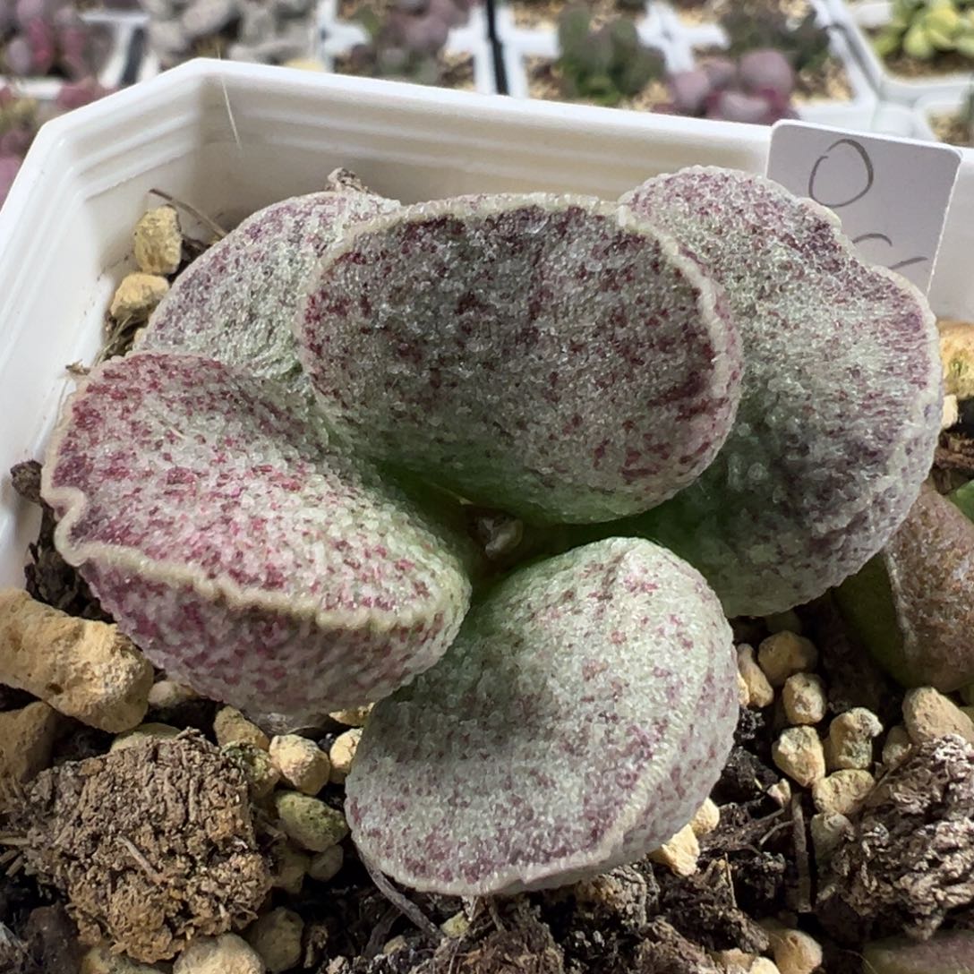 金色围边胖叶型斑点款实生新品