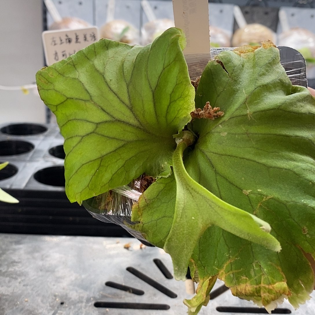 无花朵宽叶亚猴鹿角蕨