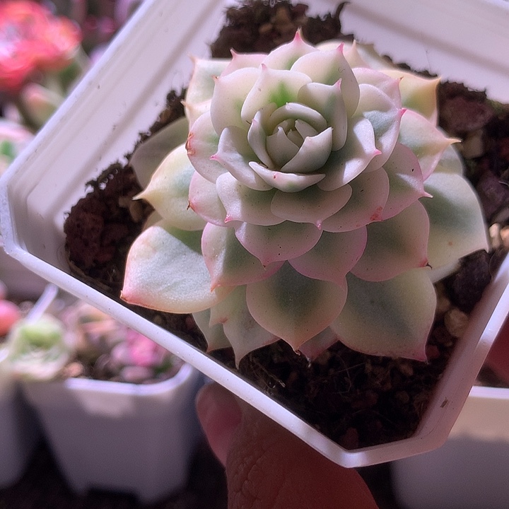 青岗锦覆轮锦有根