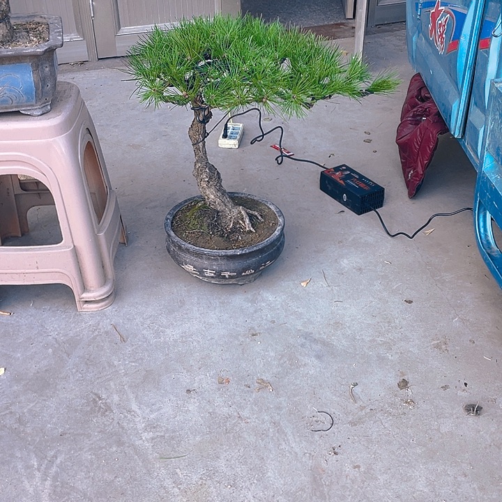 完全开放老桩临水黑松盆景