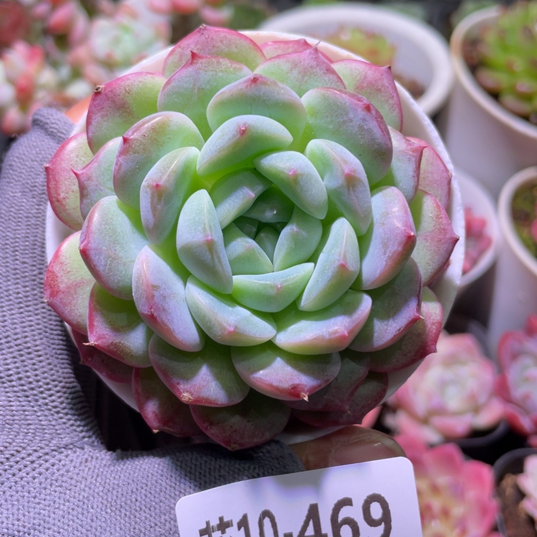 花利美10-469白桃汽水