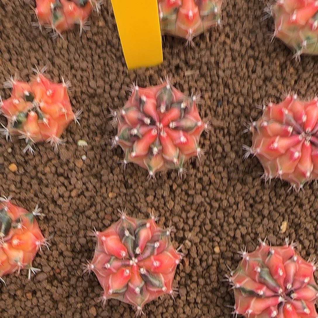 L504-1225泰国发货 daniao