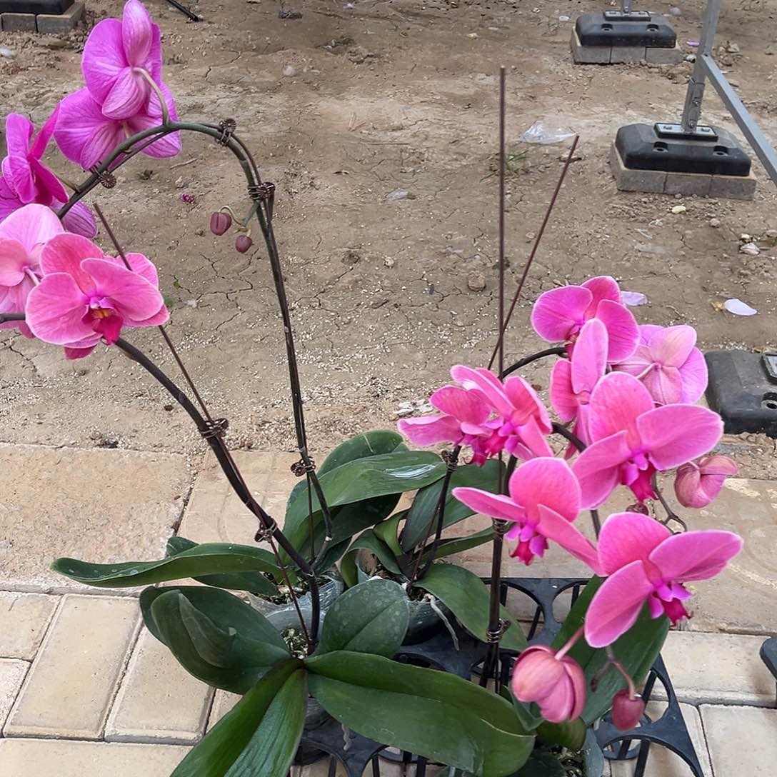 小***莉完全开放蝴蝶兰花，不售后