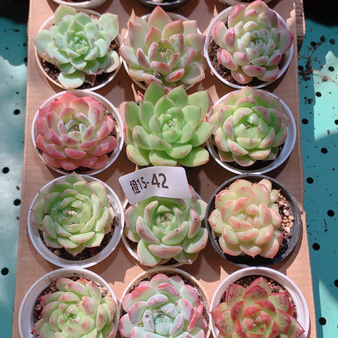 15-42一物一拍多肉带盆18颗