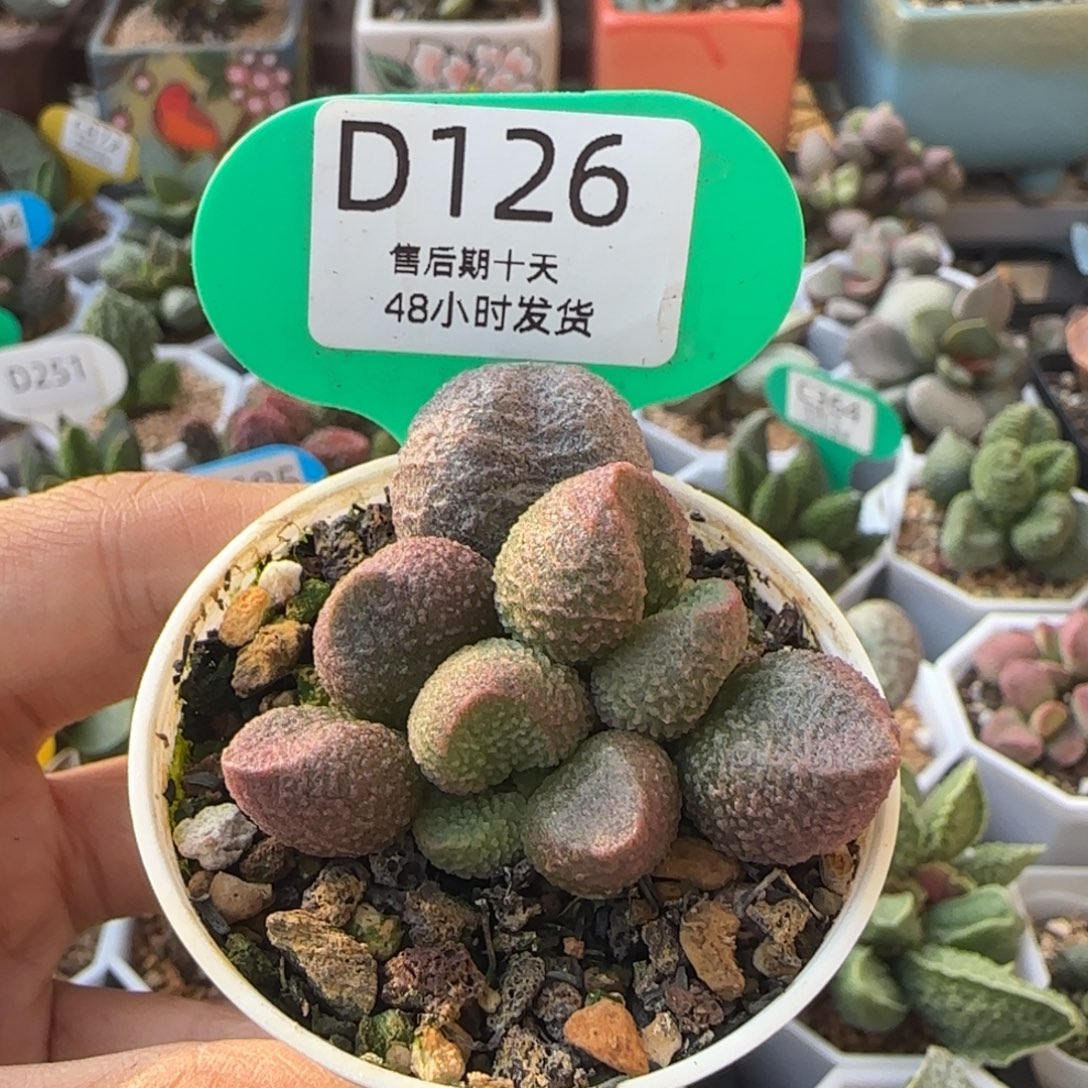 用***5水蜜桃水泡。   126。     