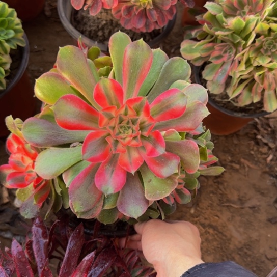 香妃法师9.9多肉植物