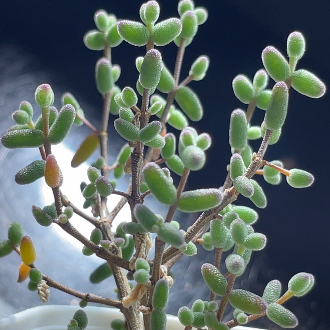 精选枝干一物一拍～8