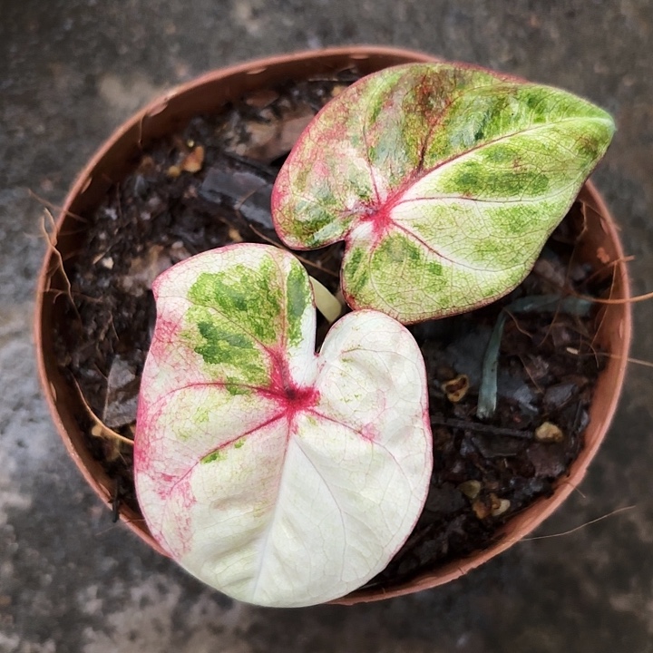 58-1202哈拉吧啦广东现货