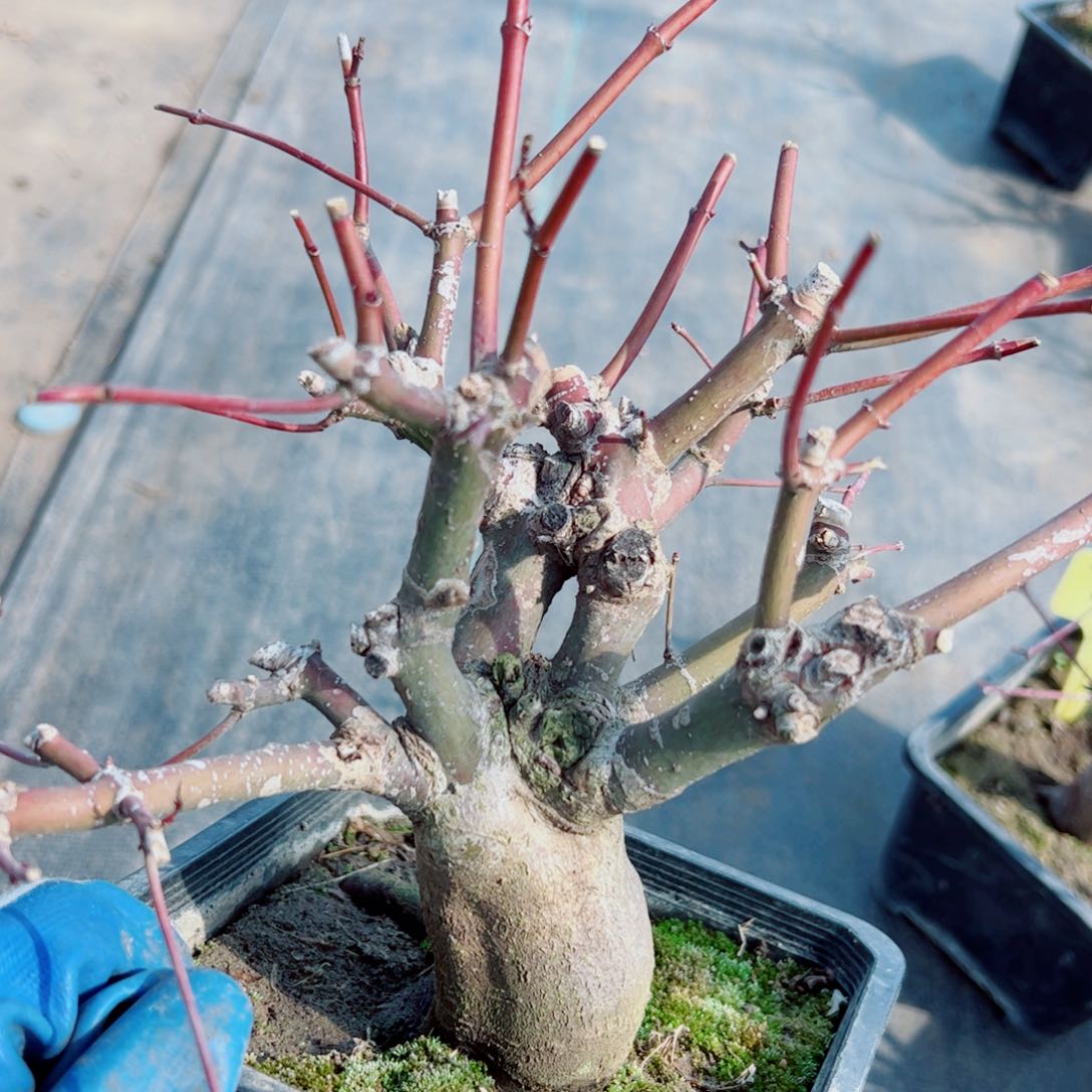 叶**空枫树枫树枫树枫树