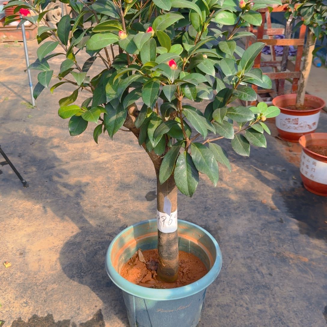 孤***狼完全开放孤狼大哥