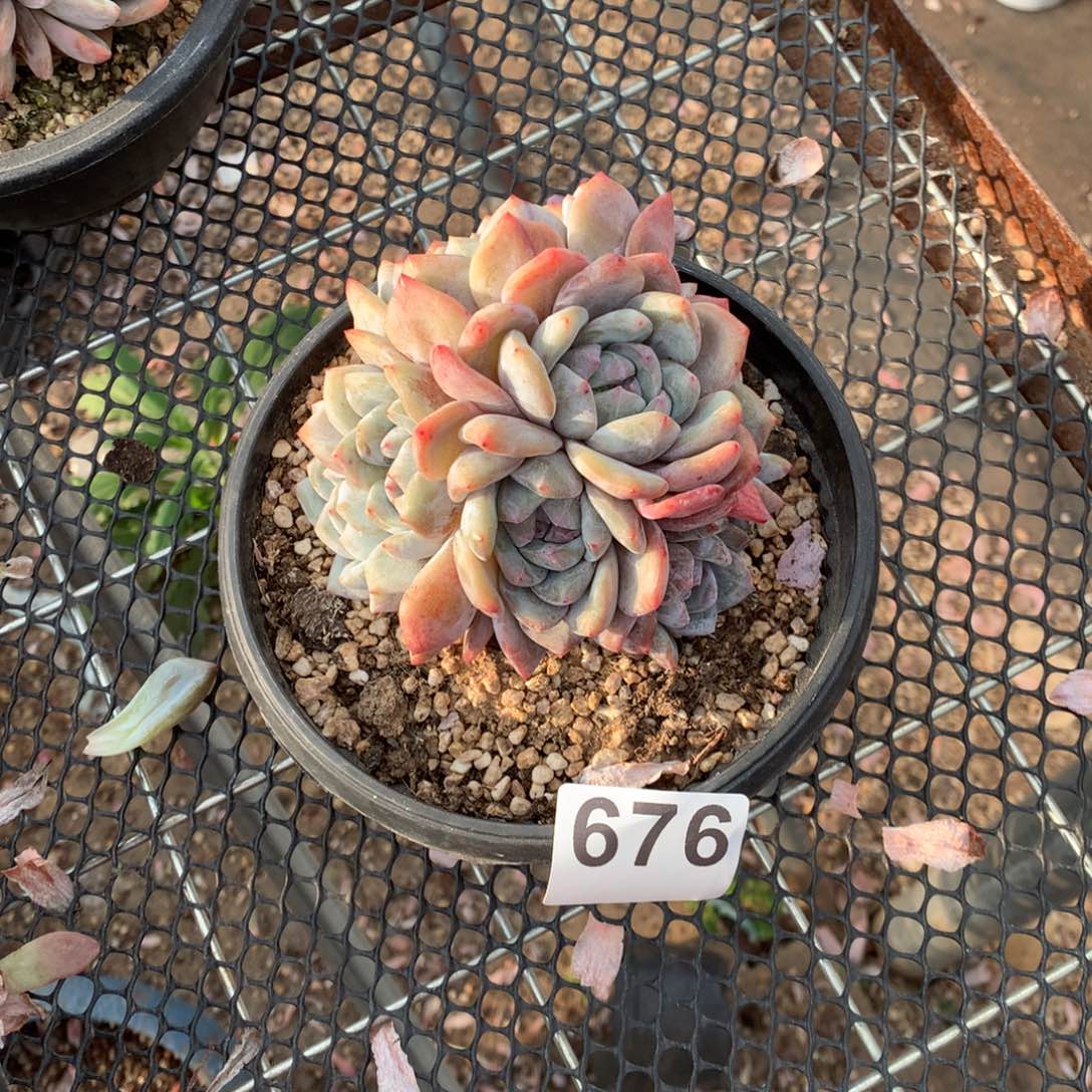 676星影多肉植物