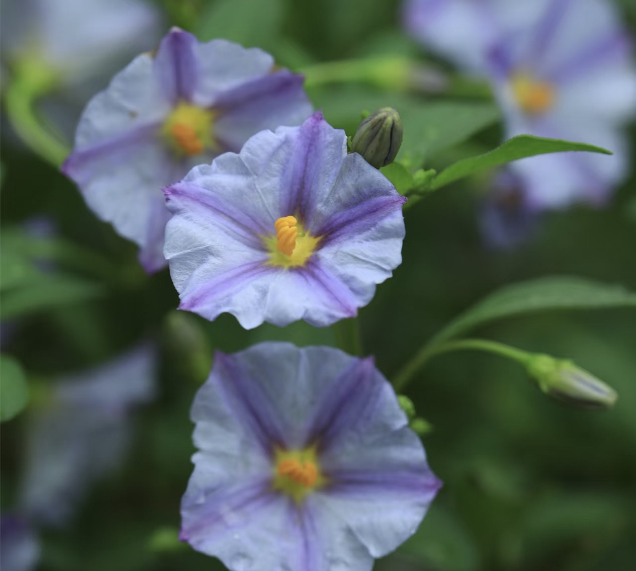 【蓝茄花棒棒糖】蓝色 四季开花盆栽地栽室内室外栽种植物