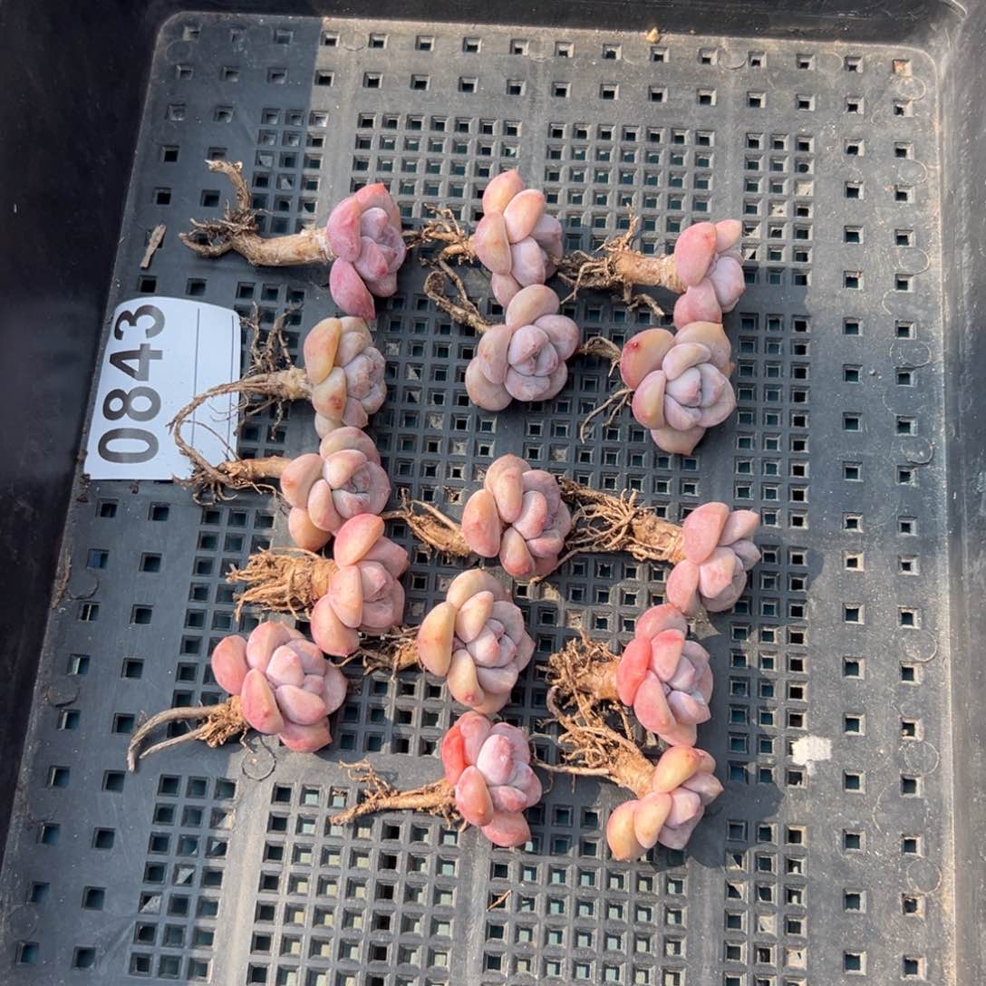 15个紫梦露0843》0000000000