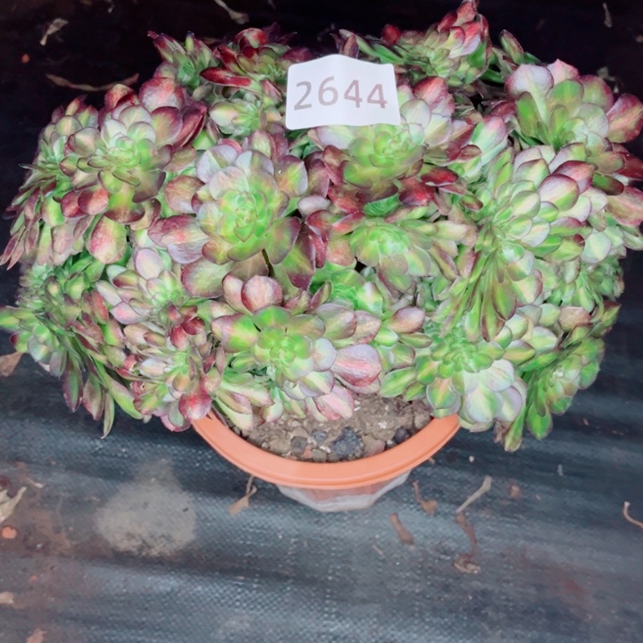 抹茶缀特价多肉发货