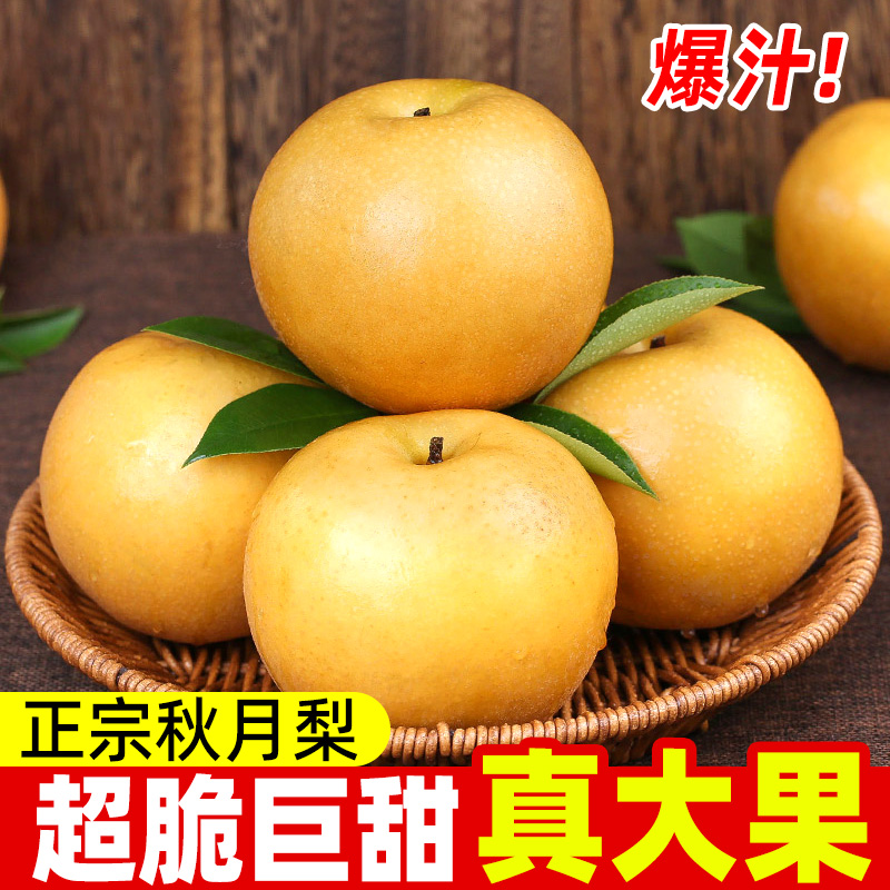 山东莱阳莱西正宗秋月梨新鲜当季水果脆甜多汁产地直发