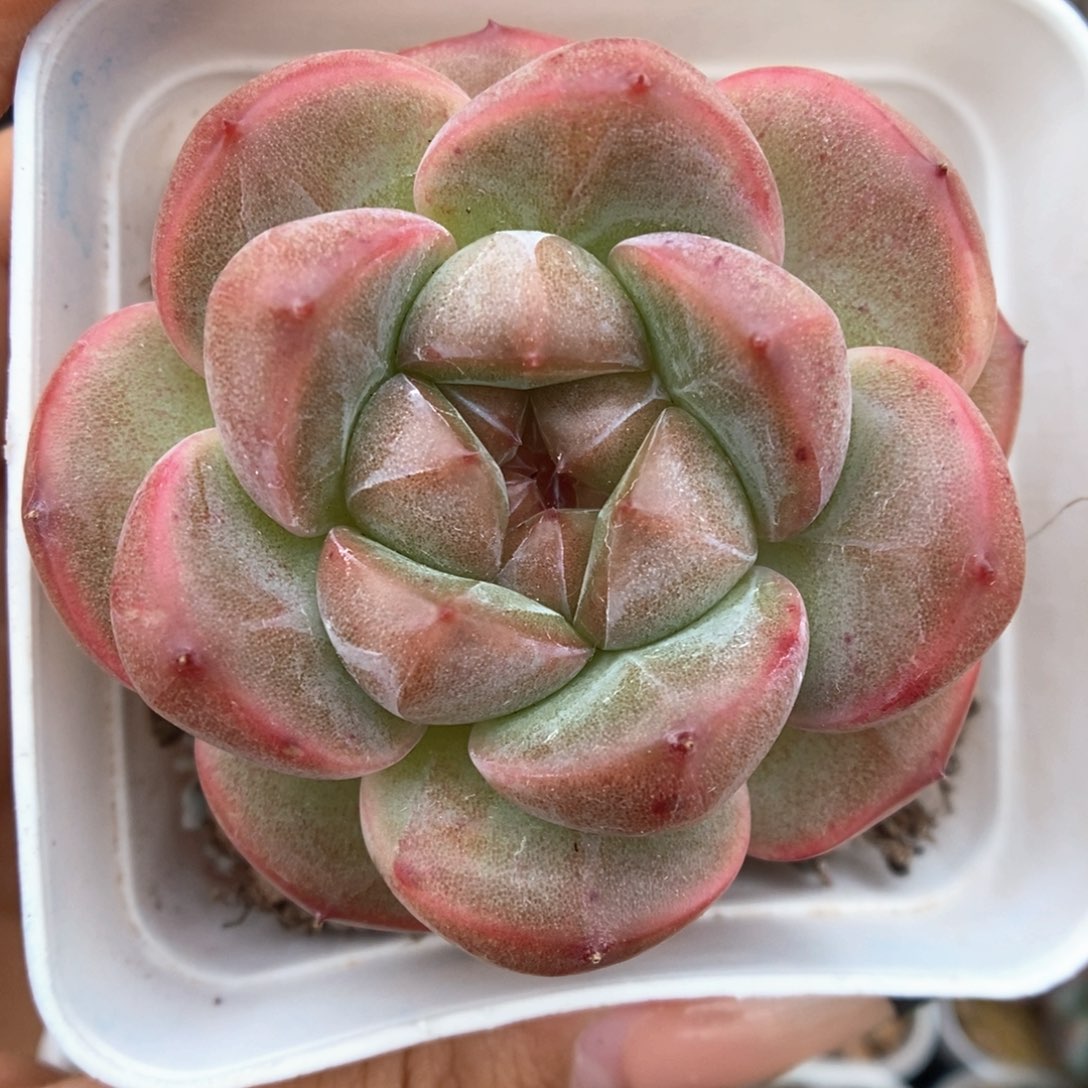 赤雪珍妮可拍204号