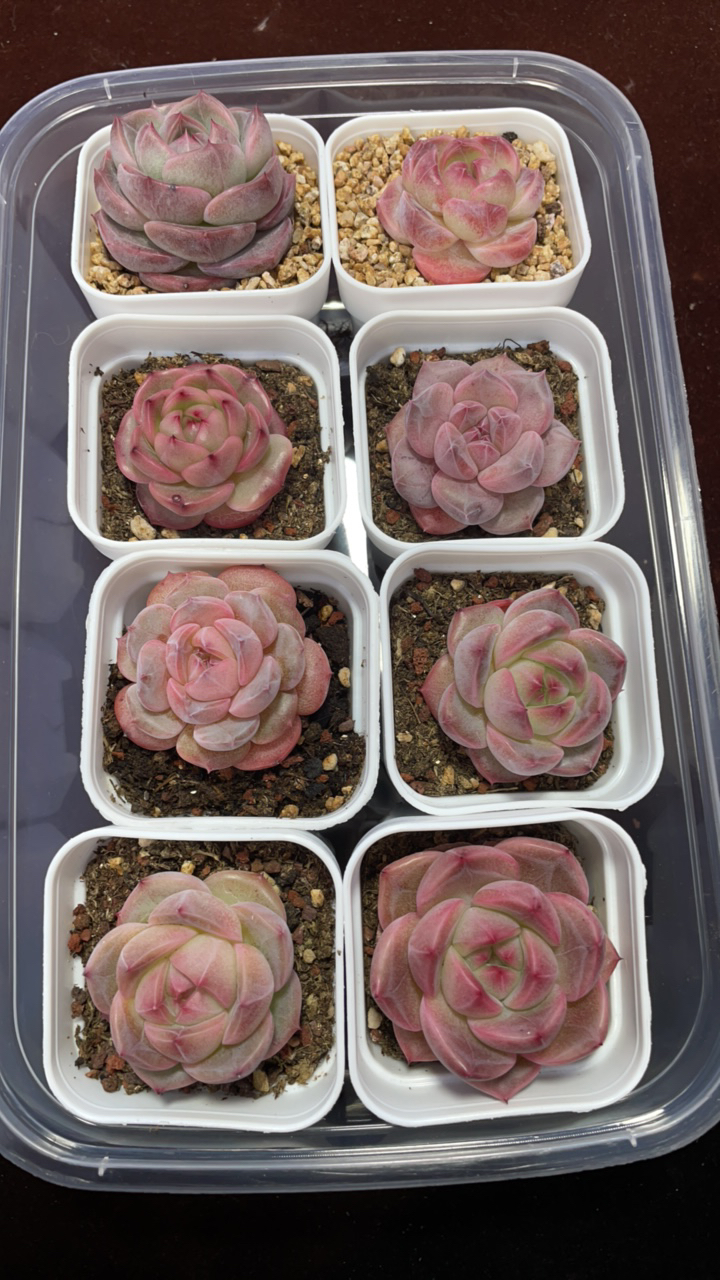 （精品珍妮）带盆带土发货22号链接