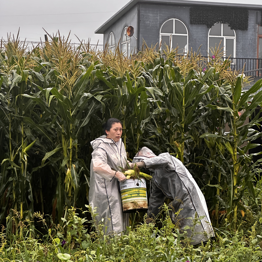 东北小园甜糯黏苞米，0农药0化肥0除草剂，老少皆宜哈尔滨发货