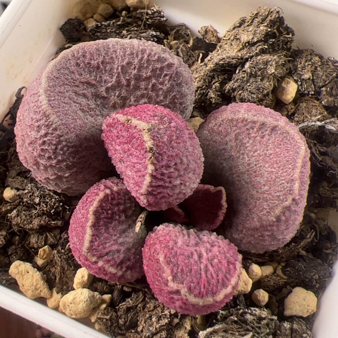 哈莫猪肝单头桩多肉植物水泡多肉植物水泡