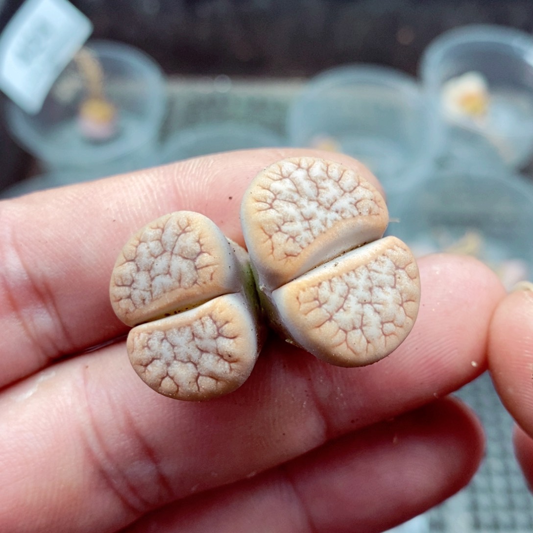 我的小姐姐们都是425