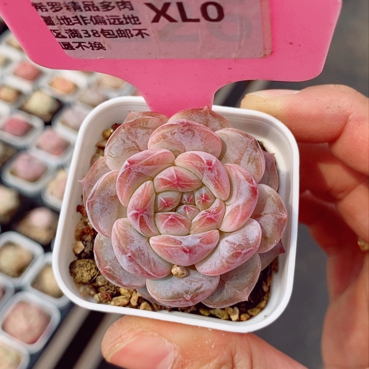 新品糖心4.5cm多肉植物