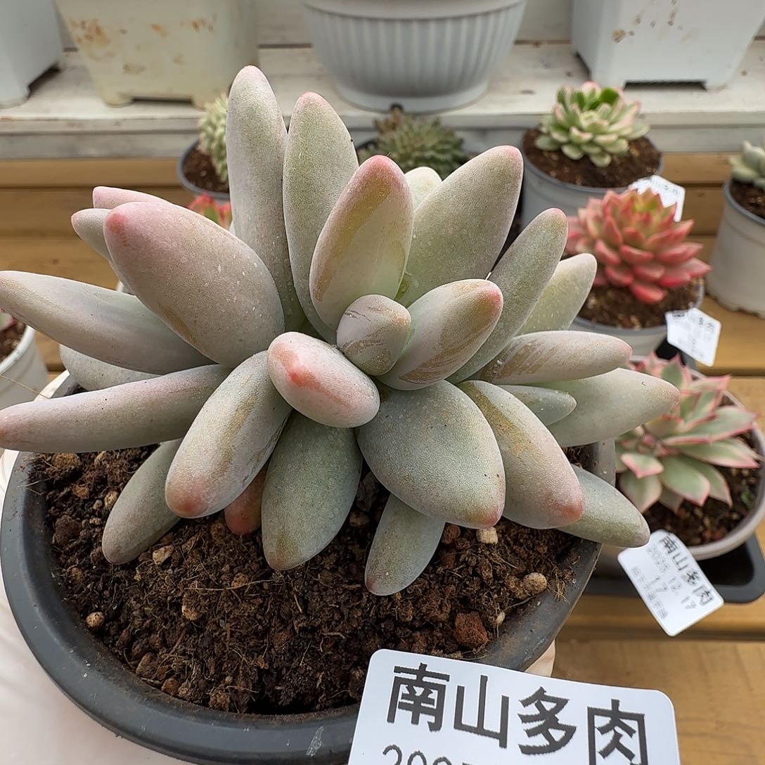 企鹅111121717-23