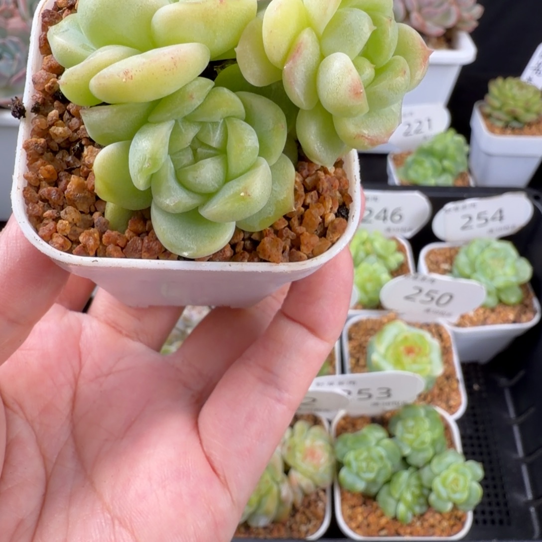 财富密码三头群255号