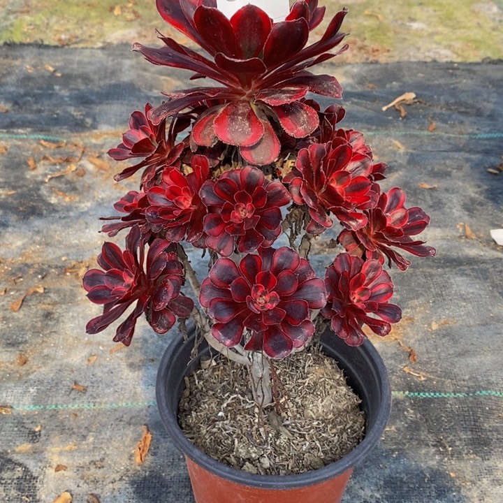 丽娜多肉植物060