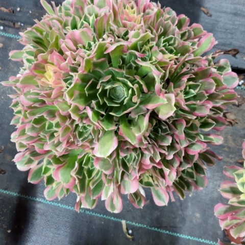 多肉植物雨花石锦。