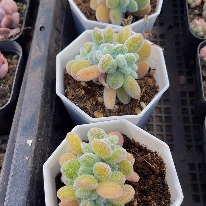 雪晃星缀化带盆土发