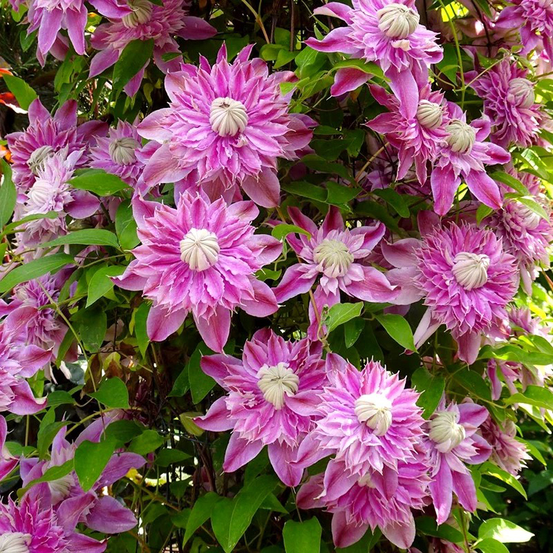 约瑟芬铁线莲重瓣p9规格小苗