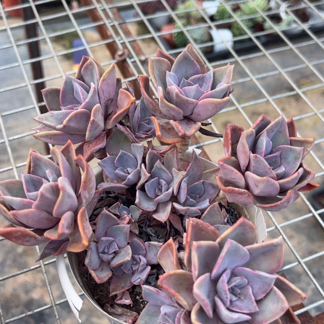 中国初恋整装一盆