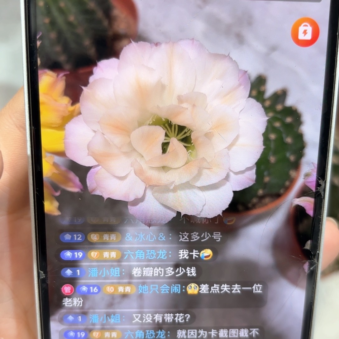 彩草小精灵6.7公分左右